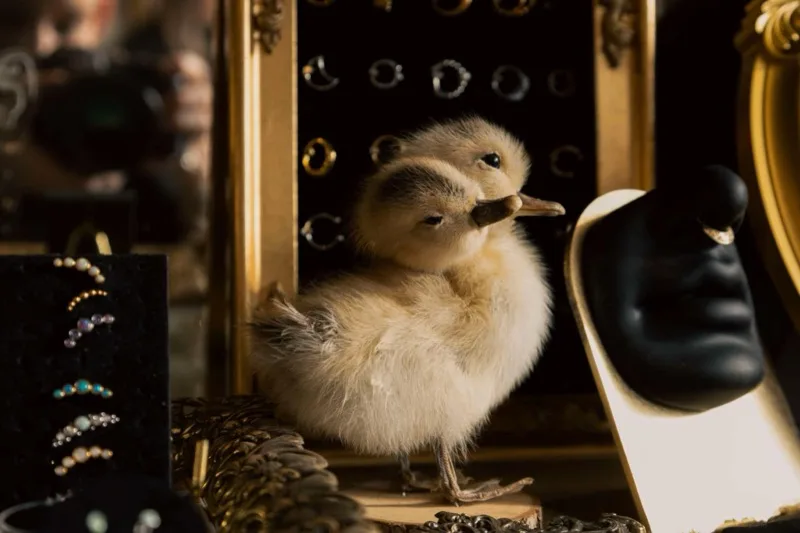 Tiny duckling perched among handcrafted jewelry at As Above So Below