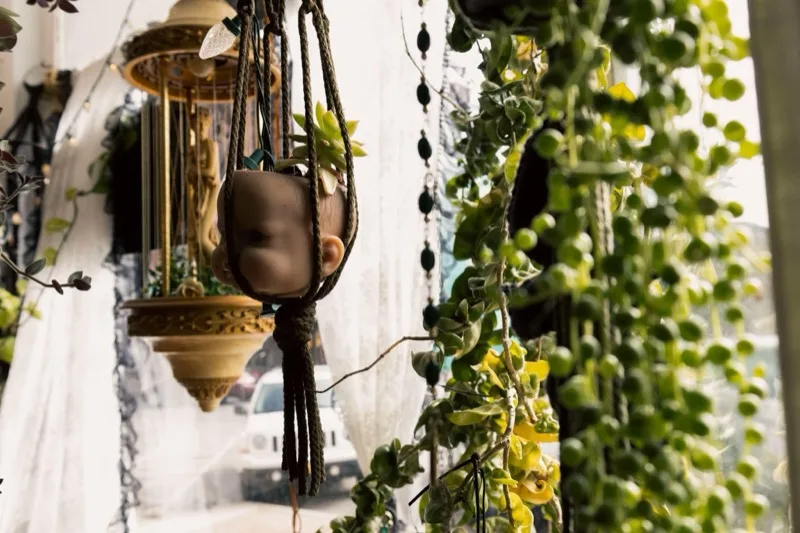Hanging plants and mystical decor in the parlor window